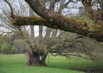 Vaidavas kauss 2019.Valdis Paeglis532