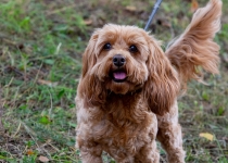 Vaidavas kauss 2020.Aija Valtmane675