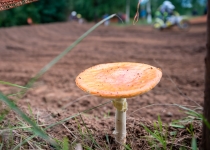 Vaidavas kauss 2021.Jānis Pastars350