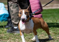 Vaidavas Kauss 2022. Foto: Aija Valtmane193