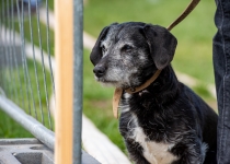 Vaidavas Kauss 2022. Foto: Aija Valtmane195