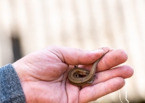 Vaidavas Kauss 2022. Foto: Aija Valtmane633