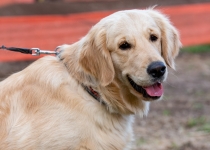 Vaidavas Kauss 2022. Foto: Aija Valtmane732