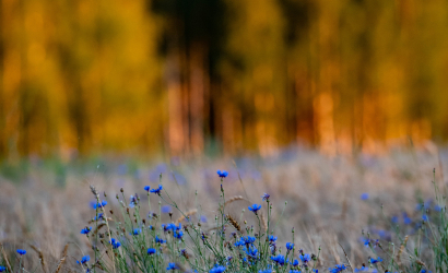 Vaidavas Kauss 2023 2. diena. Foto: Aija Valtmane502