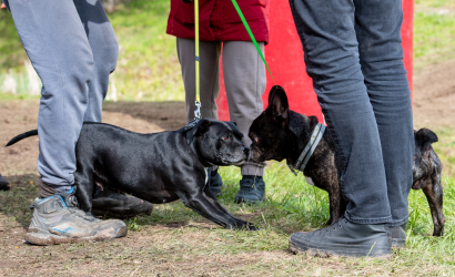 Vaidavas kauss 2025 1. diena. Foto: Aija Valtmane525