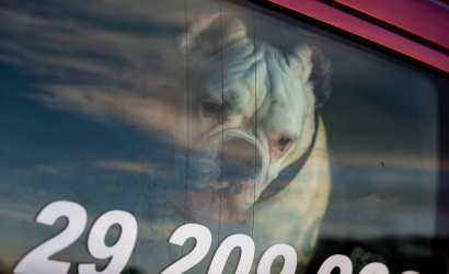 Kurbulē uz upi. Foto: Aija Valtmane33