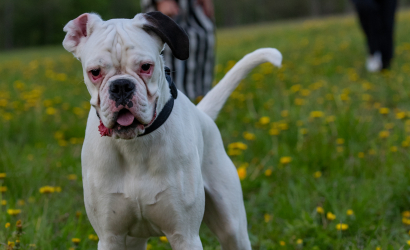 Kurbulē uz upi. Foto: Aija Valtmane42