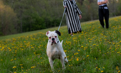 Kurbulē uz upi. Foto: Aija Valtmane238