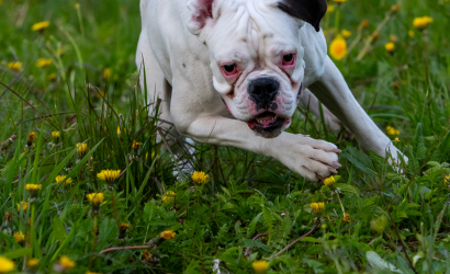 Kurbulē uz upi. Foto: Aija Valtmane239