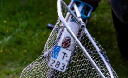 Kurbulē uz upi. Foto: Aija Valtmane267