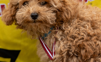 Vaidavas kauss 2025. 2. diena. Foto: Aija Valtmane273