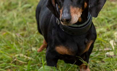 Vaidavas kauss 2025. 2. diena. Foto: Aija Valtmane504