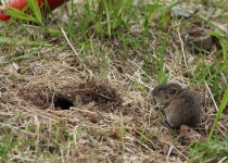 Vaidavas Kauss 2015 Madara Jakobsone88